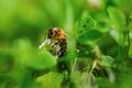 Bee pollinate white clover in fresh green meadow