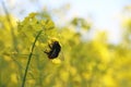 Bee pollinated canola