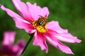 Bee pollinated on deep purple cosmos flower Royalty Free Stock Photo