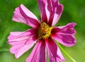 Bee pollinated on deep purple cosmos flower Royalty Free Stock Photo