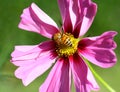 Bee pollinated on deep purple cosmos flower Royalty Free Stock Photo