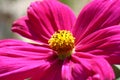 Bee pollinated on deep purple cosmos flower Royalty Free Stock Photo