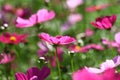 Bee pollinated on deep purple cosmos flower Royalty Free Stock Photo