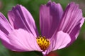 Bee pollinated on deep purple cosmos flower Royalty Free Stock Photo