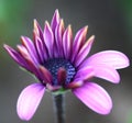 Bee pollinated on deep purple cosmos flower Royalty Free Stock Photo