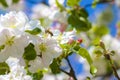 Bee pollinates apple blossom on tree branches