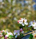 A bee pollinates an apple tree flower collecting nectar and pollen Royalty Free Stock Photo