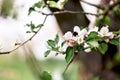 Bee pollinates apple tree flower and flying away. Close up shot of bee on spring flower. Bee collects pollen from white Royalty Free Stock Photo