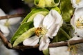 A bee pollinates an apple tree flower on a spring sunny day outdoors in the garden. Flowering branch of an apple tree Royalty Free Stock Photo