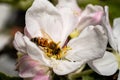 A bee pollinates an apple tree flower on a spring sunny day outdoors in the garden. Flowering branch of an apple tree Royalty Free Stock Photo