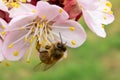 The bee pollinates the apricot blossom in the spring