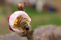 Bee pollinates apricot blossoms in the spring