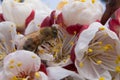 Bee pollinates apricot blossoms in the spring Royalty Free Stock Photo