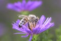 Bee pollinates Aster dumosus