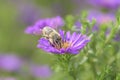 Bee pollinates Aster dumosus