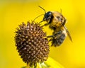 Bee pollinates blooming bright yellow flower of cut leaf coneflower