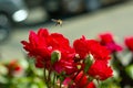 a bee pollinates a blooming rose in the garden in spring