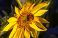 Bee pollinates blooming sunflower close-up. Agronomy, agriculture and botany Royalty Free Stock Photo