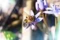 A bee pollinates the blue prolesok. Scilla Royalty Free Stock Photo