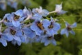 Bee pollinates blue wild flowers on a meadow Royalty Free Stock Photo