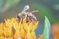 Bee pollinates butterfly milkweed, Asclepias Tuberosa Royalty Free Stock Photo