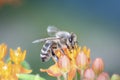 Bee pollinates butterfly milkweed, Asclepias Tuberosa Royalty Free Stock Photo