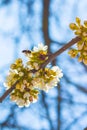 Bee pollinates cherry blossom Royalty Free Stock Photo