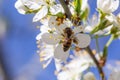 Bee pollinates cherry blossoms in spring garden Royalty Free Stock Photo