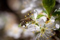 Bee pollinates cherry blossoms in spring garden Royalty Free Stock Photo