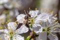 Bee pollinates cherry blossoms in spring garden Royalty Free Stock Photo