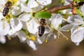 Bee pollinates cherry blossoms in spring garden Royalty Free Stock Photo