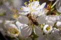 Bee pollinates cherry blossoms in spring garden Royalty Free Stock Photo