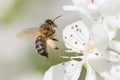 Bee pollinates