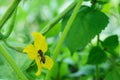 A bee pollinates a cucumber flower growing in a greenhouse Royalty Free Stock Photo