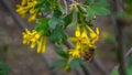 Bee pollinates currant flower Royalty Free Stock Photo