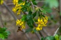 Bee pollinates currant flower Royalty Free Stock Photo