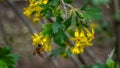 Bee pollinates currant flower Royalty Free Stock Photo