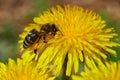 Bee pollinates dandelion macro image Royalty Free Stock Photo