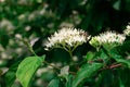 A bee pollinates delicate fragrant white flowers on an ornamental black elderberry bush