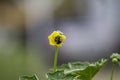 Bee pollinating a yellow flower closeup with blurred background Royalty Free Stock Photo