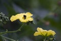 Loofah, Luffa flower and buds closeup with bee pollinating Royalty Free Stock Photo