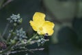 Loofah, Luffa flower and buds closeup with bee pollinating Royalty Free Stock Photo