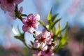 Bee pollinates flower blossom of nectarine peach Royalty Free Stock Photo