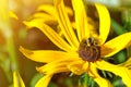 A bee pollinates a flower. Close-up of a large striped bee collects honey on a yellow flower on a sunny bright day