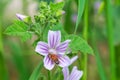 Bee pollinates a flower and collects honey Royalty Free Stock Photo