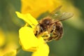 A bee pollinates a flower.