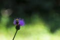 Bee pollinates a flower, mÃÂ©hecske beporozza a virÃÂ¡got Royalty Free Stock Photo