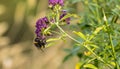 Bee pollinates a flower, mÃÂ©hecske beporozza a virÃÂ¡got Royalty Free Stock Photo