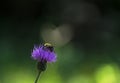 Bee pollinates a flower, mÃÂ©hecske beporozza a virÃÂ¡got