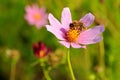 Bee pollinates a flower Royalty Free Stock Photo
